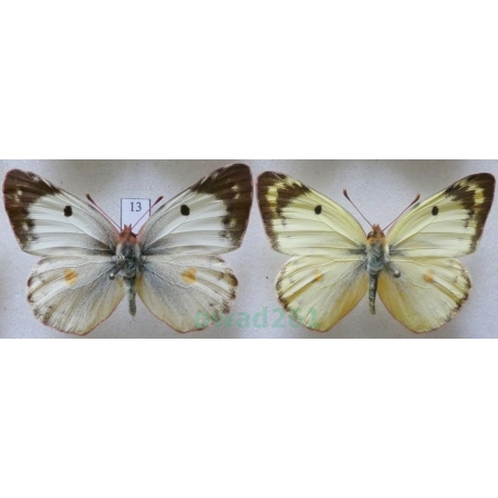 Colias hyale (Linnaeus, 1758) pair Szlaczkoń siarecznik Czech13